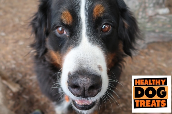 AMY dog Bernese healthy dog treats