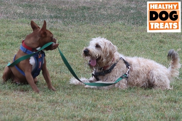 our dog park friends at play
