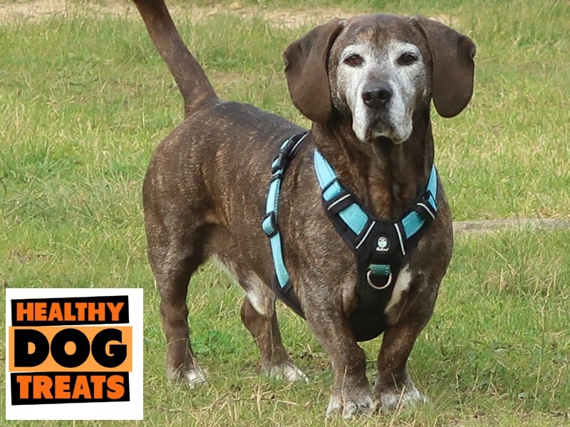 The disease free beagle dog breed