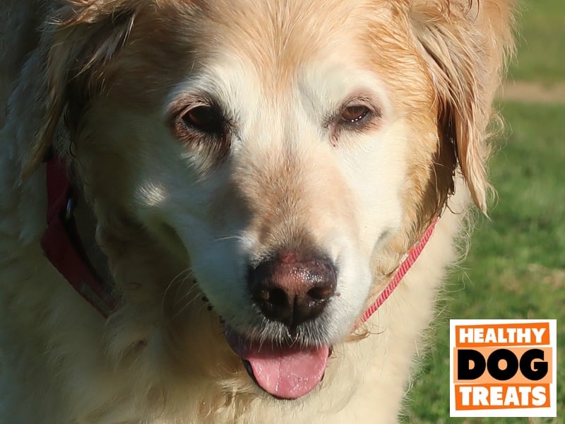 Happy Margot Golden Retriever dog