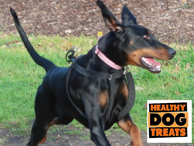 Doberman happy dog