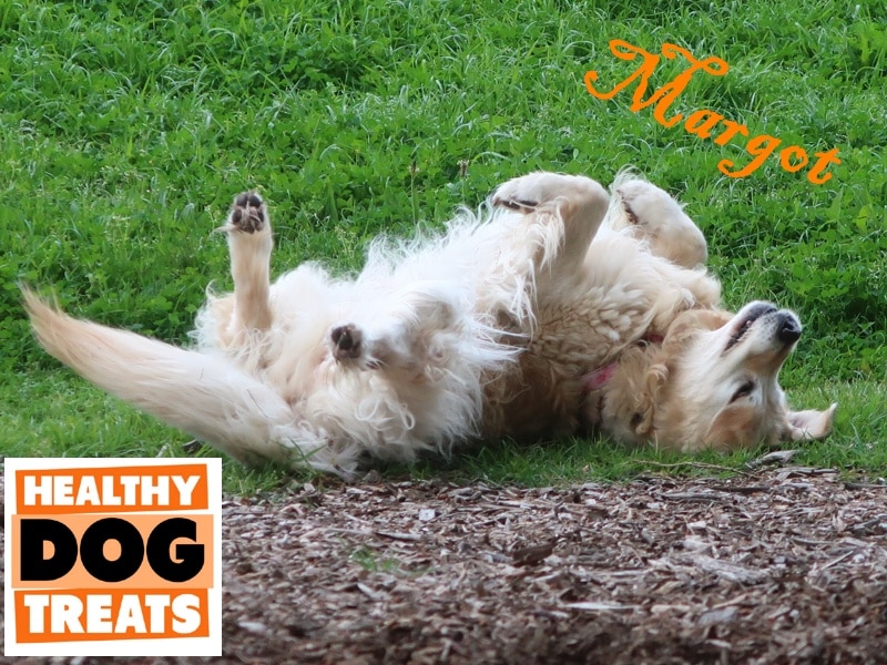 margot happy dog