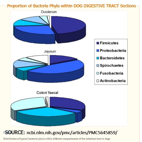 prop of bacteria in dog digestive tract sections