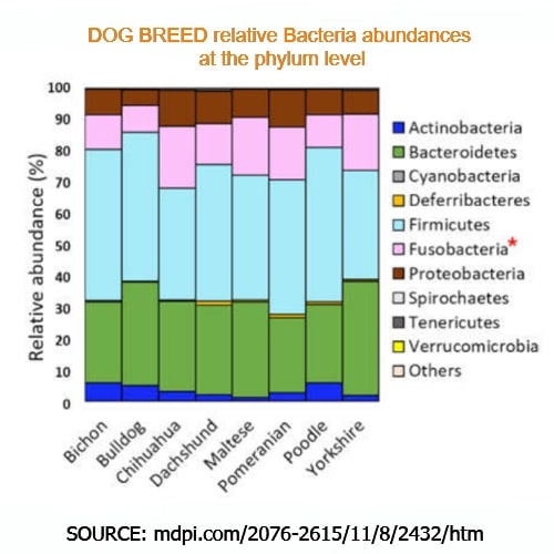 relative proportion of bacteria phylum by dog breed