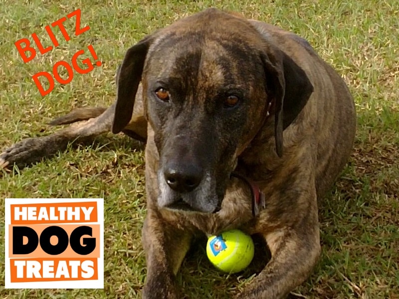 Lovely blitz dog rip 2014