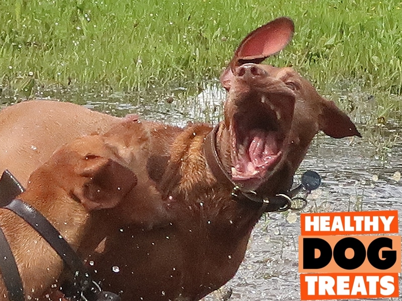  Atlas and Diego Vizsla playing dogs