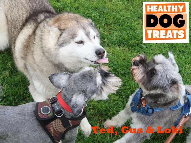 ted gus and loki dogs