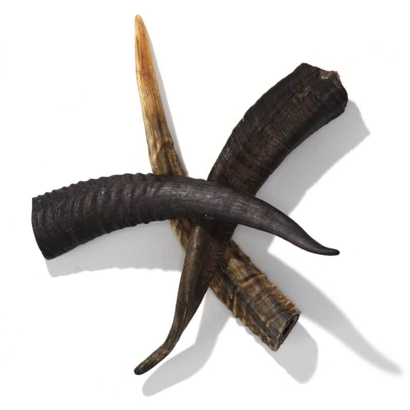goat horn medium dog treats
