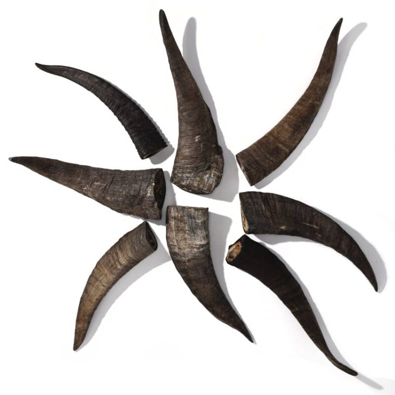 Goat Horn Star WEB oct22