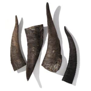 goat horn medium dog treats