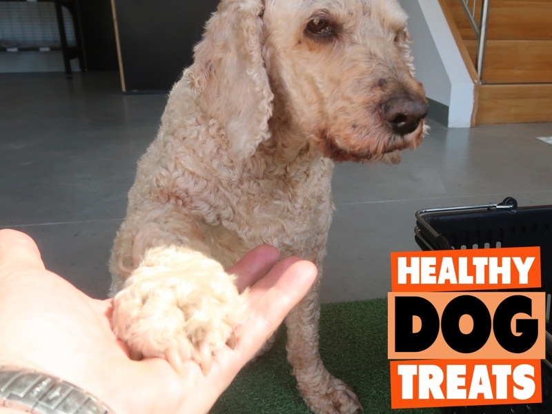 Archie dog paw main image