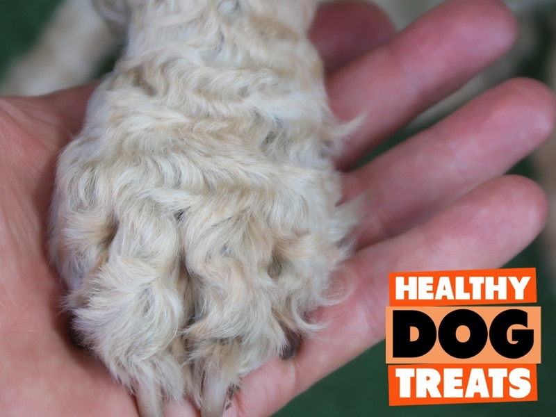 archie dog paw close up