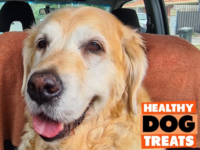 MARGOT GOLDEN RETRIEVER dog loving healthy dog treats