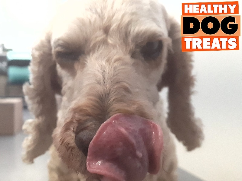 Archie spoodle dog cleaning his teeth