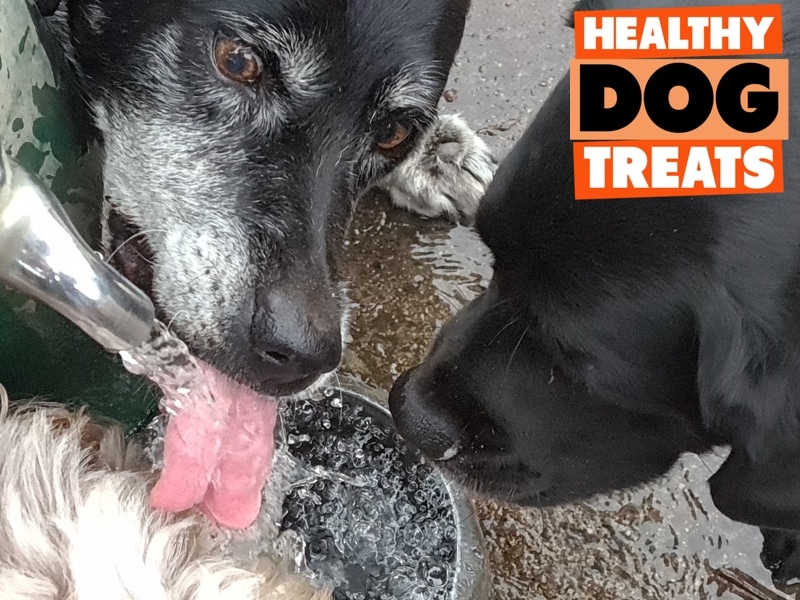 Jazz dog drinking out of park water bowl