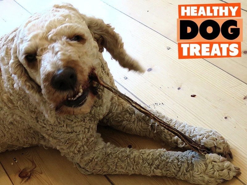 Archie dog eating roo jerky from Healthy Dog Treats