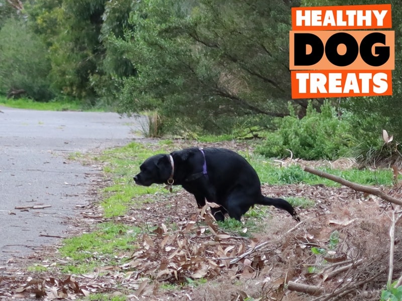 dog pooping in the park