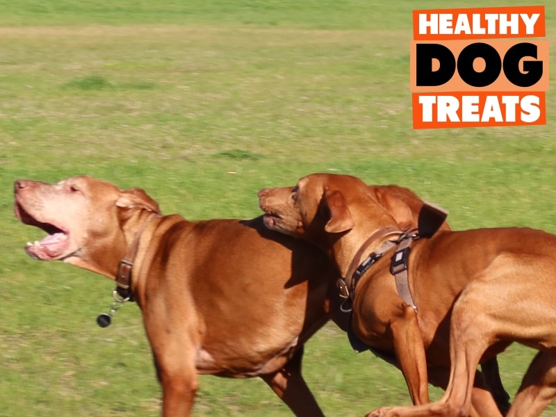 atlas and diego vizsla dog barking