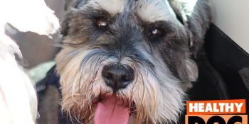 Breaking DOG FOOD news. Science journals recommend up to double the dry meat content in your dog’s food than found in regular dog food.