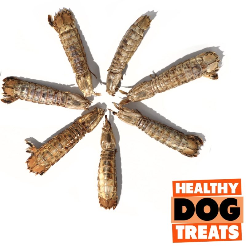 mantis shrimp - Bruce's healthy dog treats