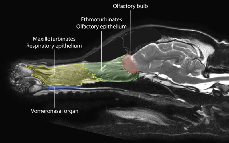 jacobson organ in a dog head scan 