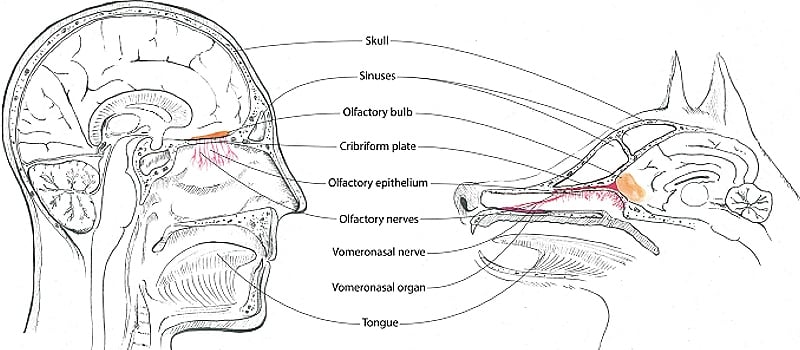 jacobson organ in dogs v human head 