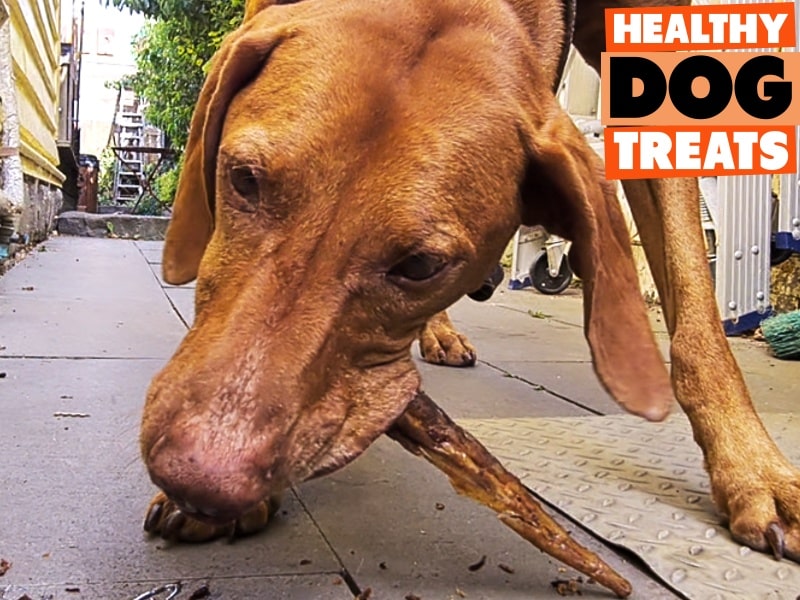 Atlas vizsla dog healthy dog treats