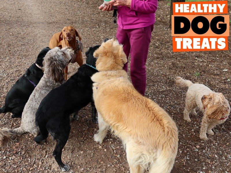 The healthy dog treats pack being fed beef liver!