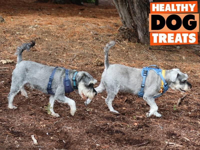 Two schnauzers looking for treats ...