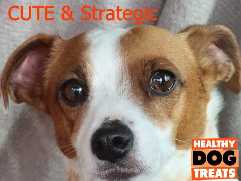 Mr Stanley. A cute and Strategic dog treat lover. Bruces Healthy dog treats