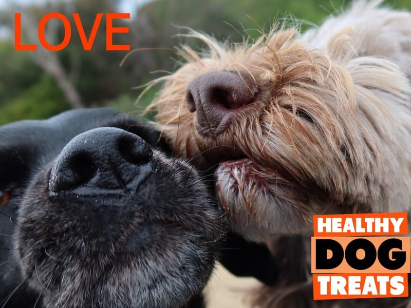 Loving dogs loving Bruce's Healthy Dog Treats