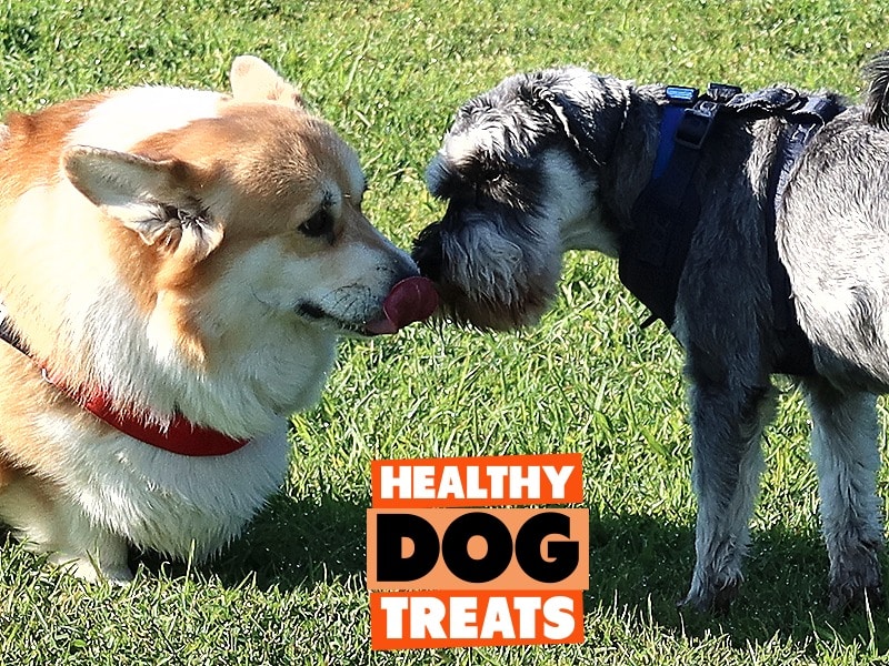 Corgi-Schnauzer dogs meeting at the dog park.