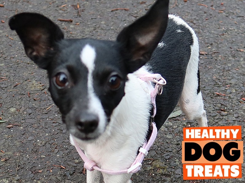 A lovely tiny park terrier dog.