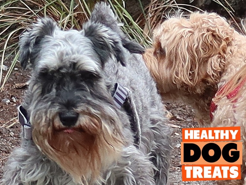 A very beardy schnauzer