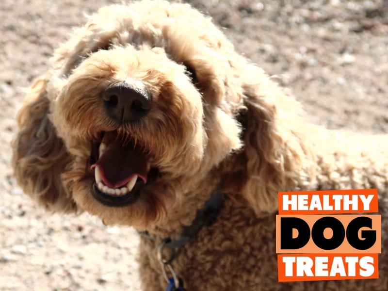 zeek the wonderful labradoodle