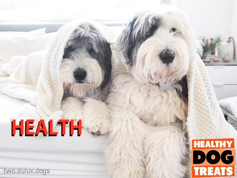 Dulux dogs loving Healthy Dog treats