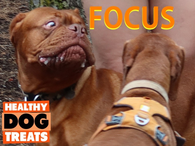 A mastiff taken by surprise in the dog park