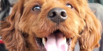 Powerful, Natural Dog Arthritis Relief: Shark Cartilage & Ling Skins Explained