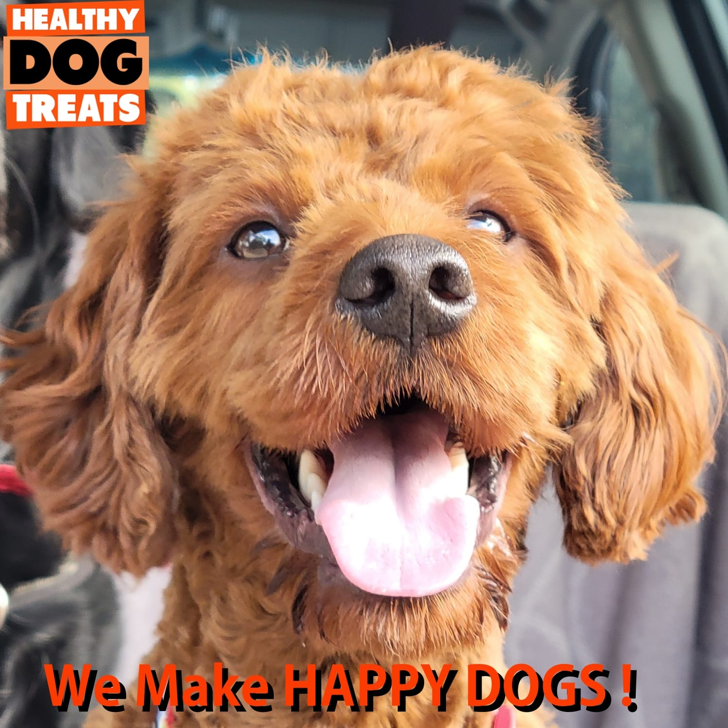Happy dog Benson Cavoodle - Bruces Healthy Dog Treats