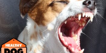 Protein & Healthy Dog Treats: Chemical Differences You Should Know!