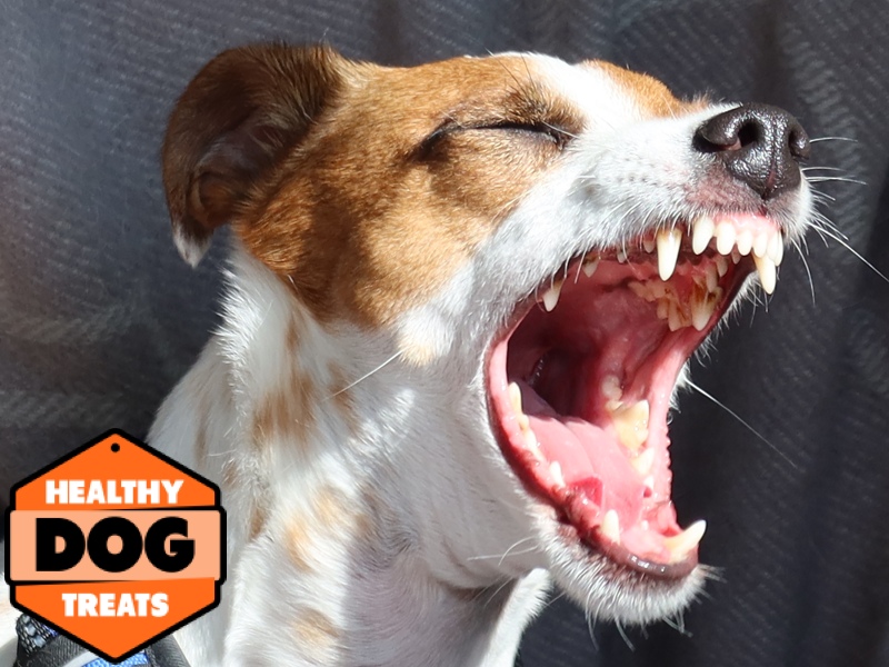 Stanley jack russel the carnivore dog - Bruces Healthy Dog Treats